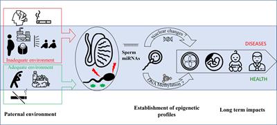 Role of miRNA in the Transmission of Metabolic Diseases Associated With Paternal Diet-Induced Obesity